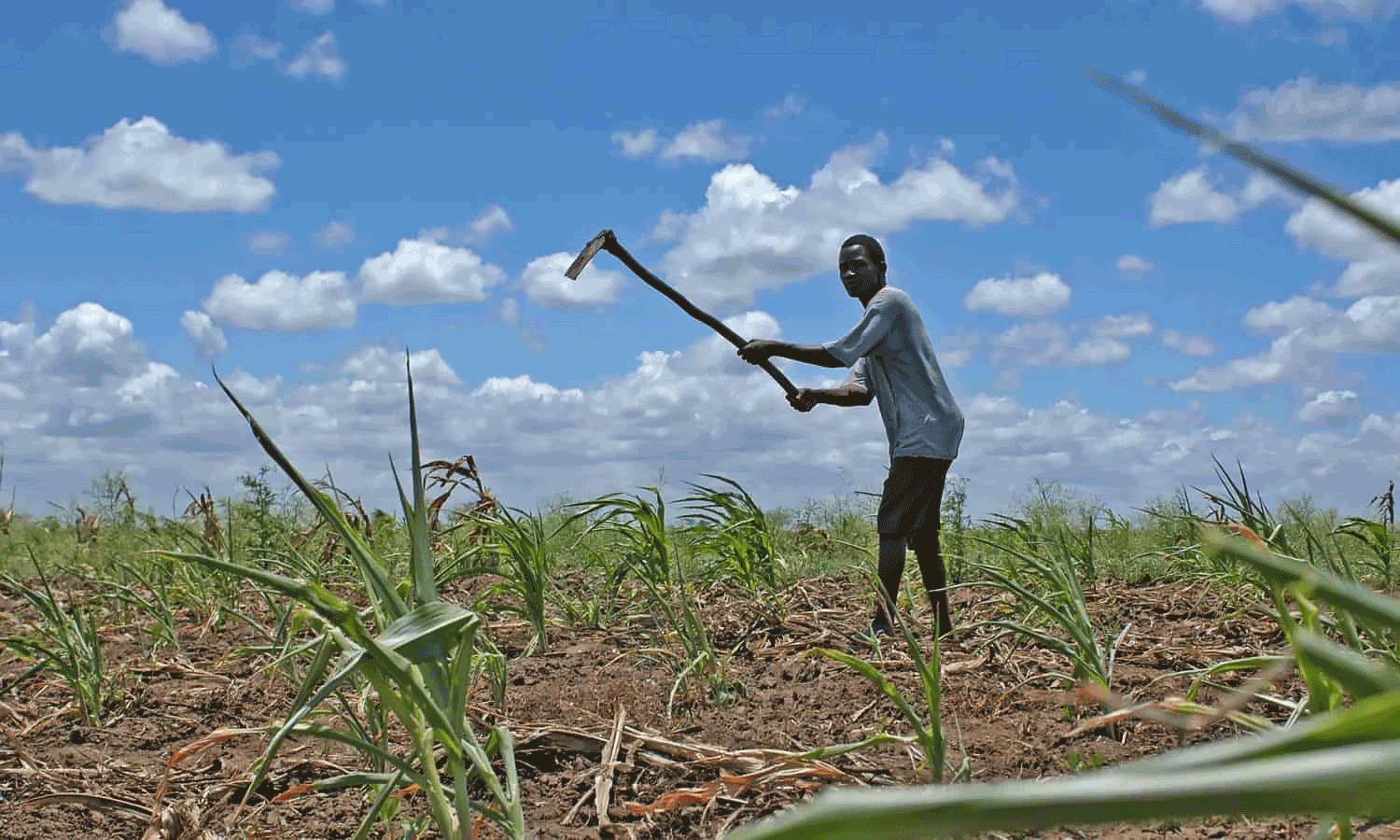 Agricultural - Mozambique