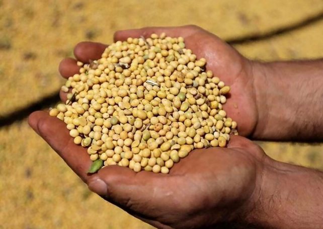 China’s soybean imports, mainly sourced from Brazil, suffer first drop since 2018