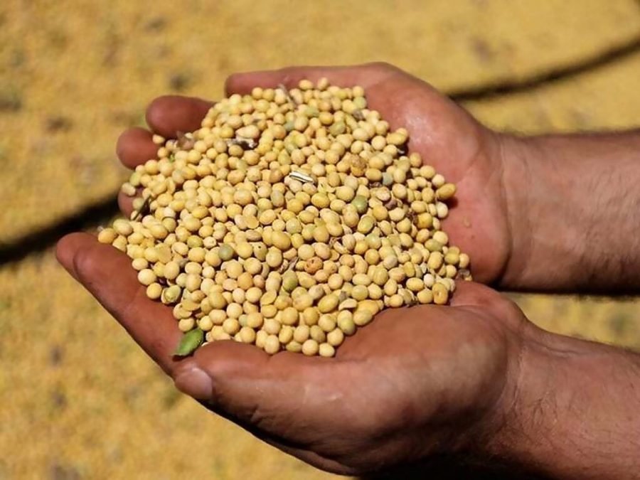 China’s soybean imports, mainly sourced from Brazil, suffer first drop since 2018