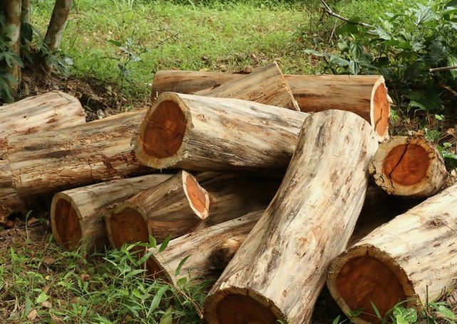Angola to reap US$72 million in timber sales