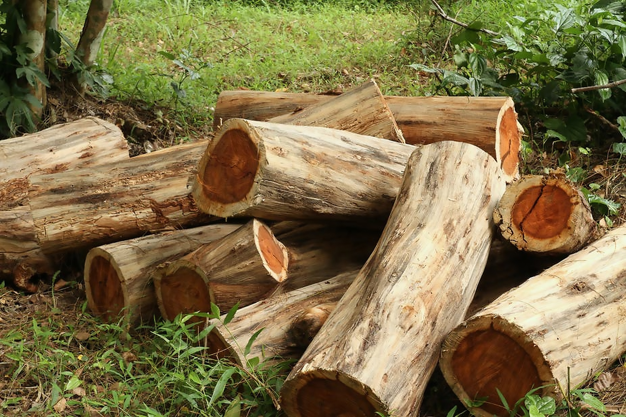 Angola to reap US$72 million in timber sales