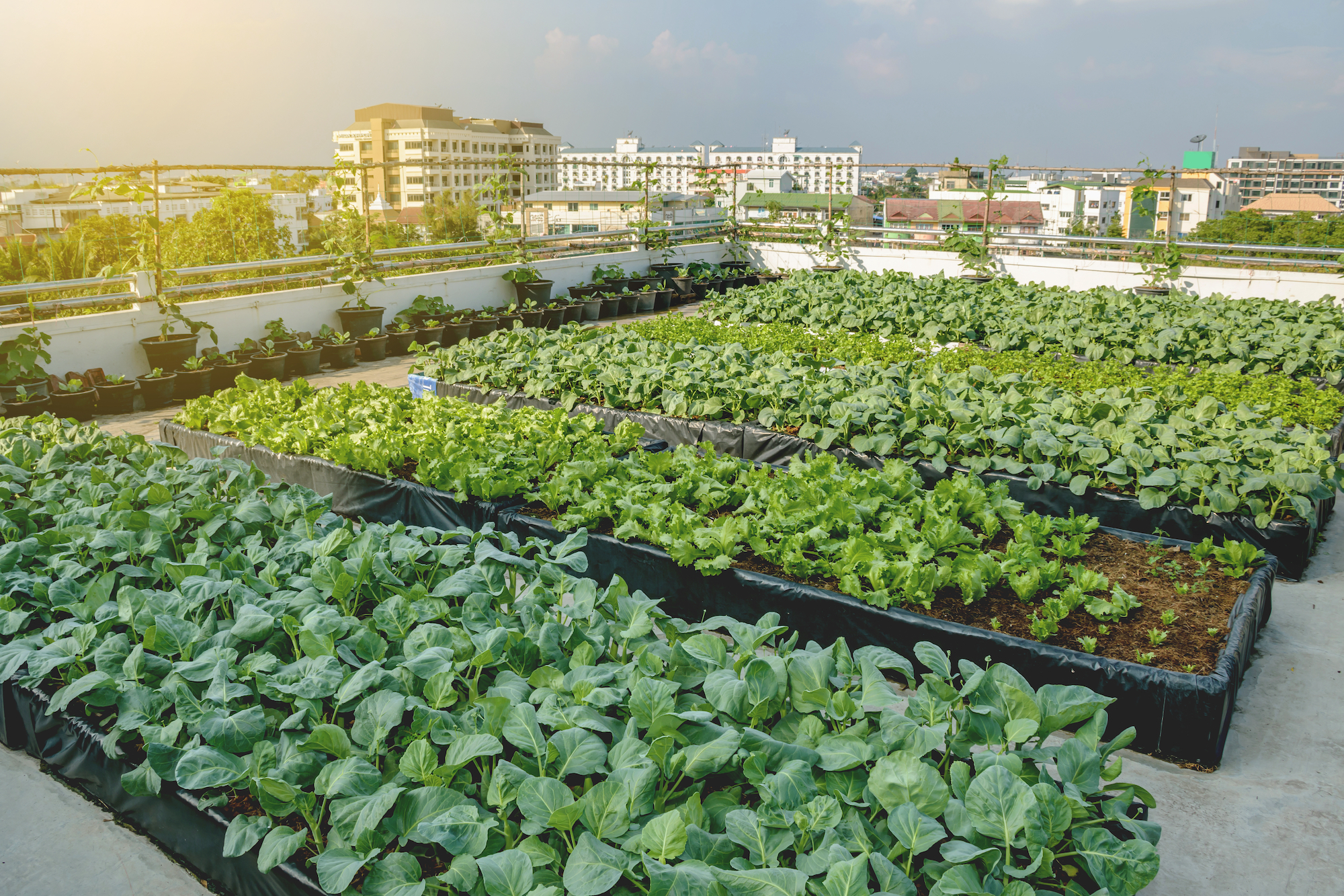 Urban rooftop farming garden