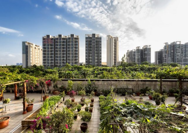 Going green: Macao residents are transforming their spaces into urban gardens