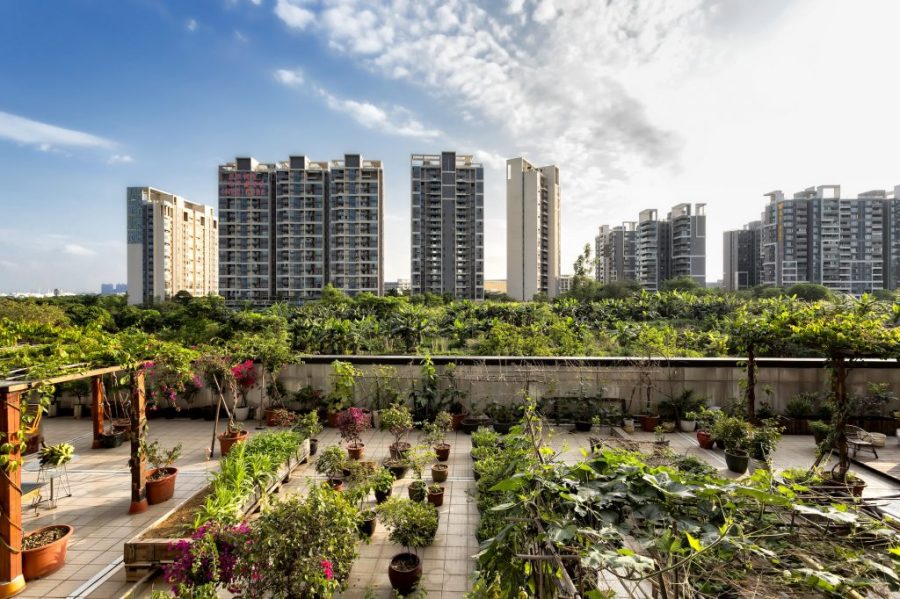 Going green: Macao residents are transforming their spaces into urban gardens