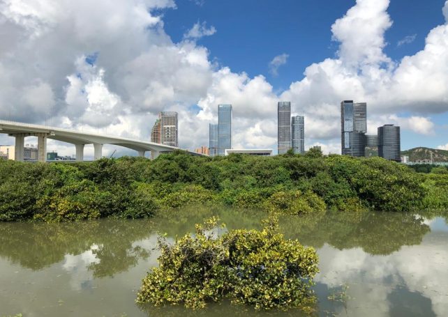 First line of defence: Why it’s crucial to protect and restore Macao’s mangroves