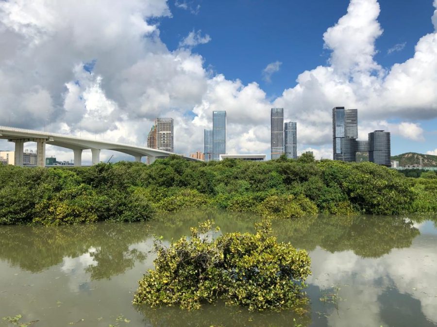 First line of defence: Why it’s crucial to protect and restore Macao’s mangroves