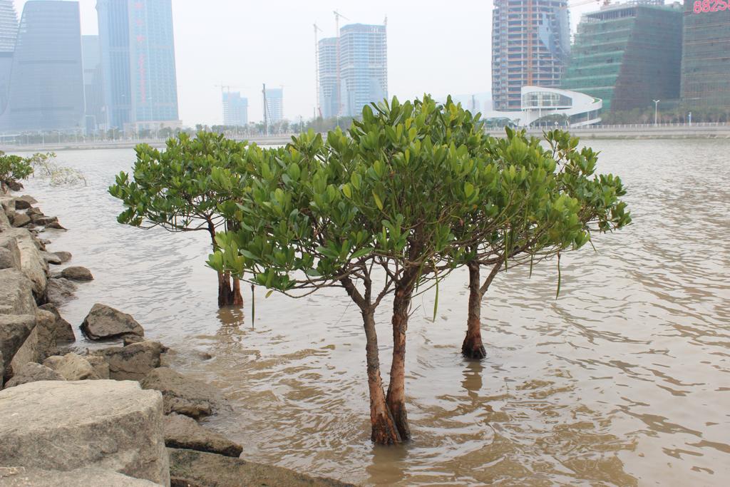 Mangroves