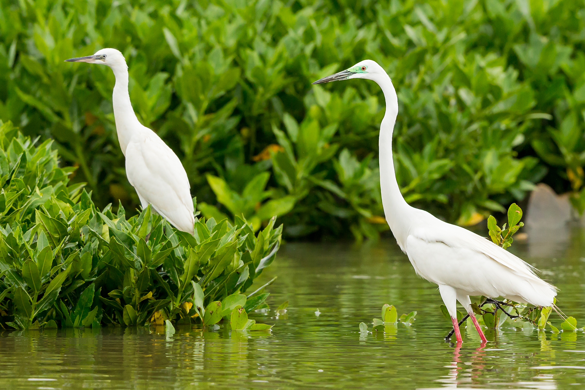 Mangroves