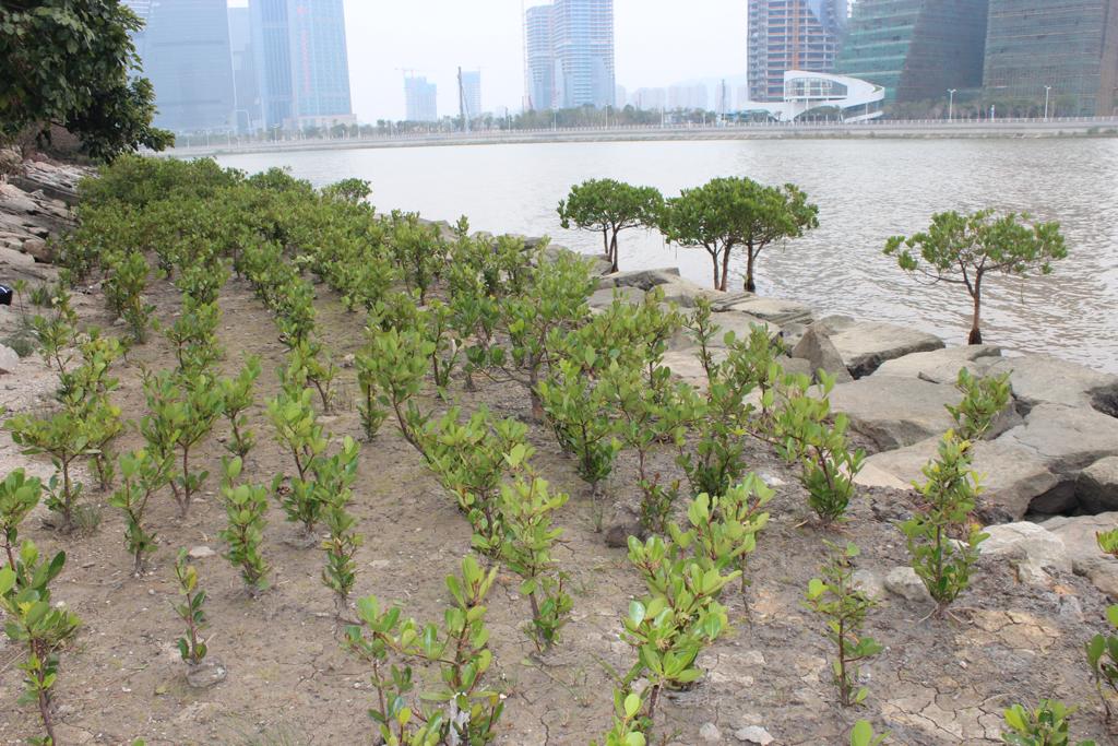 Mangroves