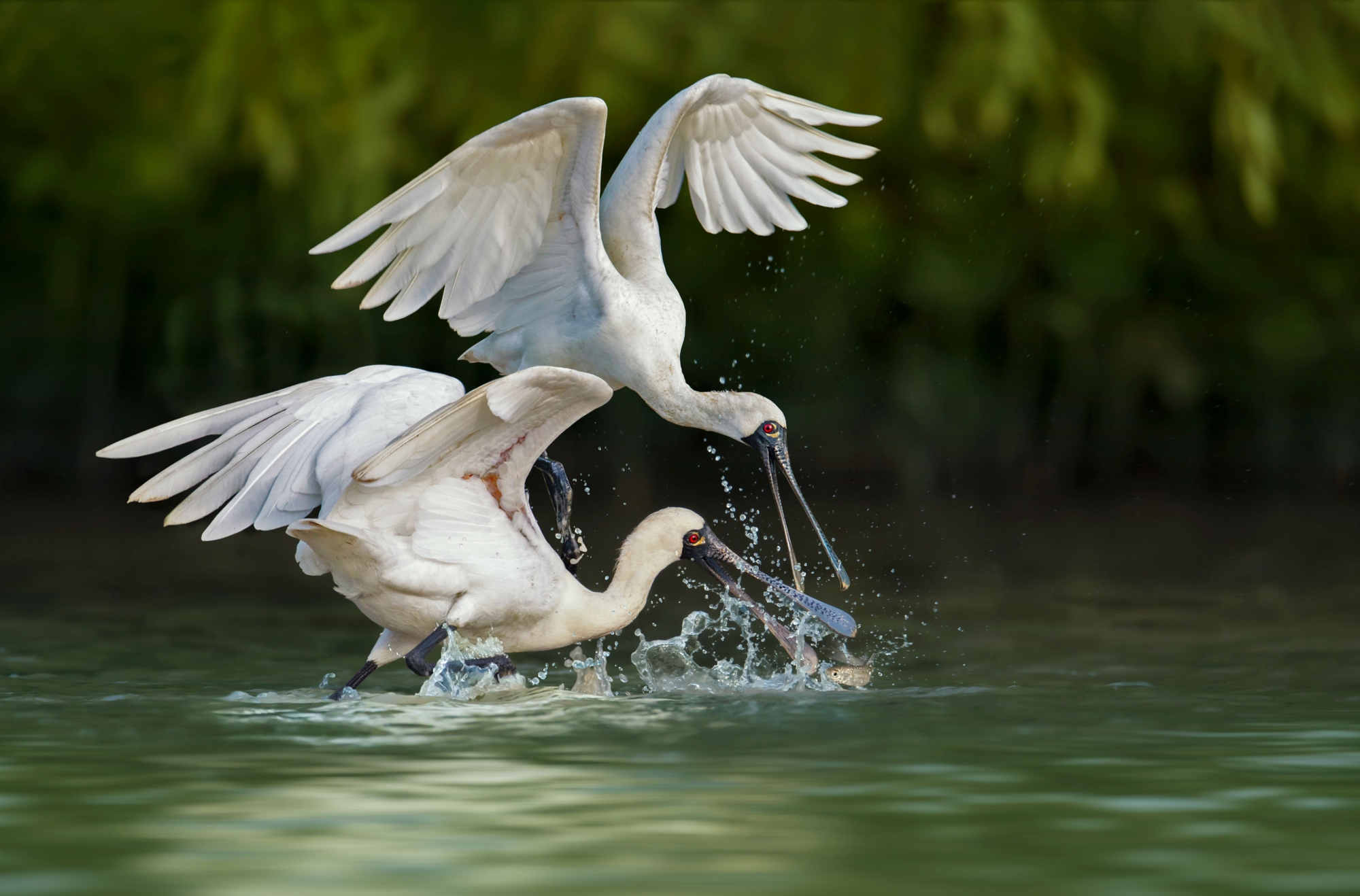 Black-faced spoonbill