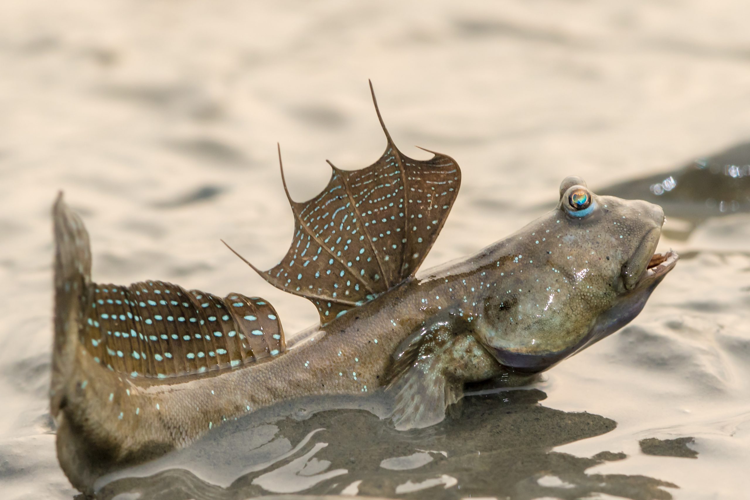 Blue‐spotted mudskipper