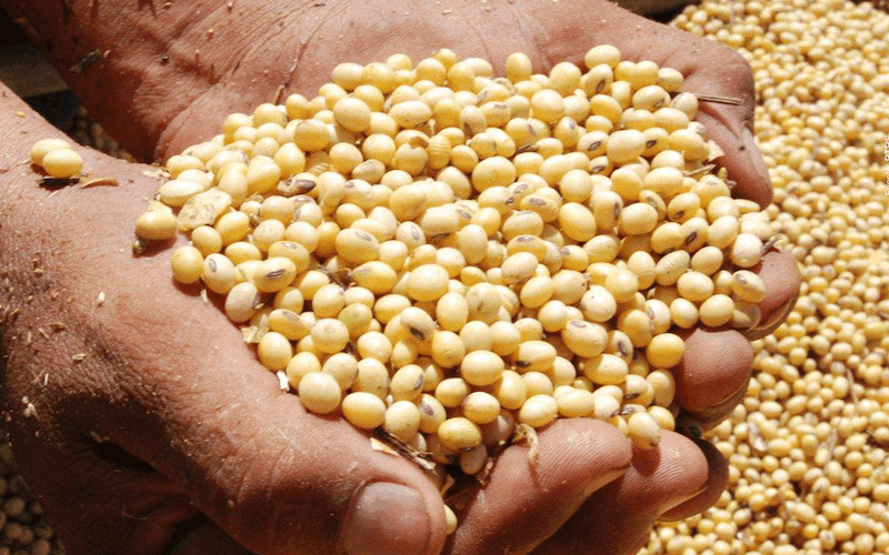 Chinese soybean imports from Brazil increase 241% this year