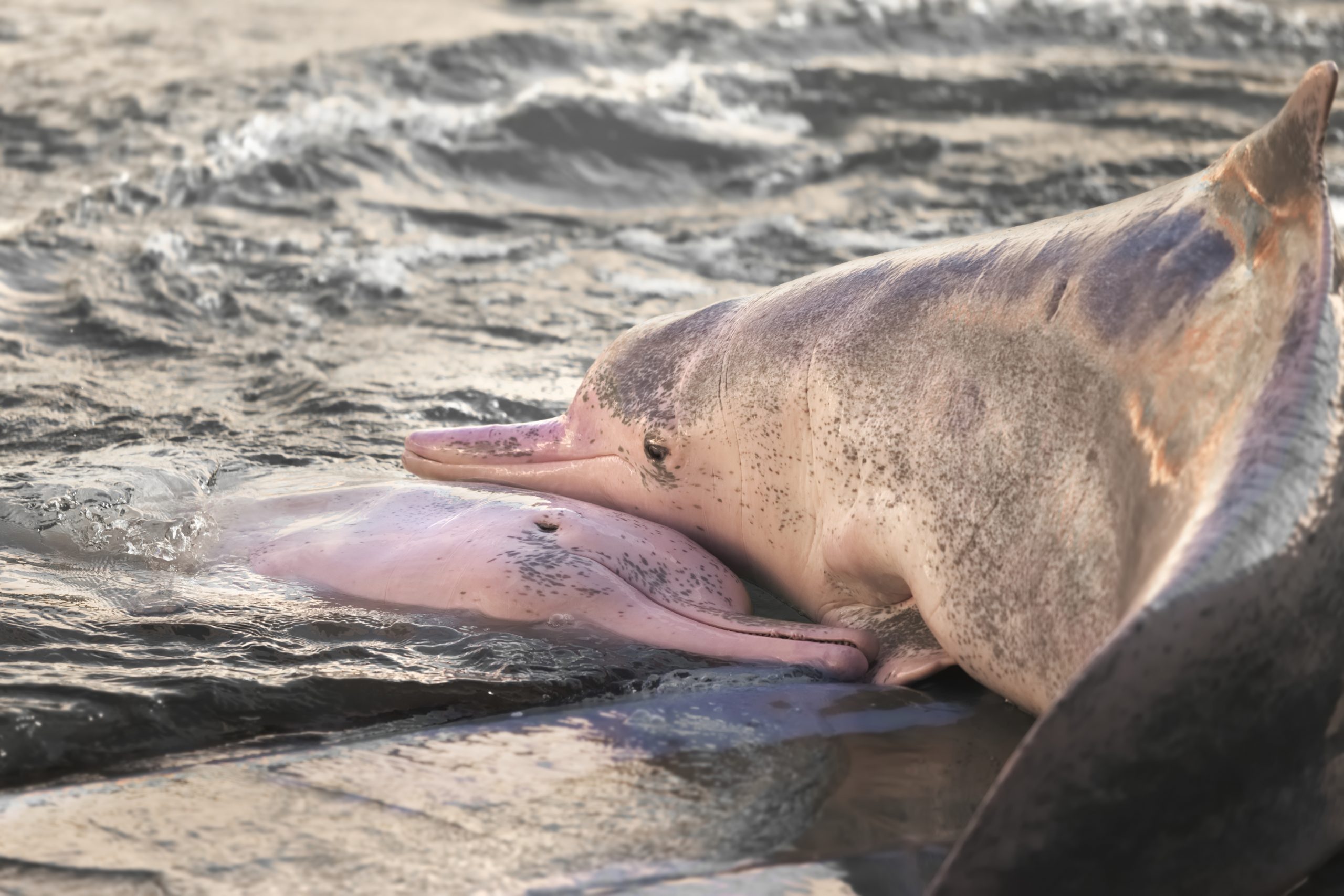 Chinese white dolphin