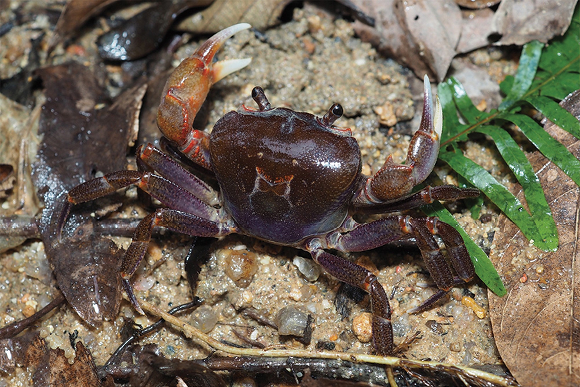 Coloane hill crab