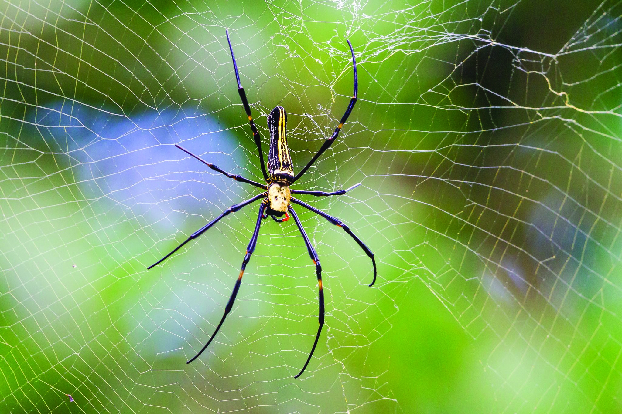 Giant golden orb weaver