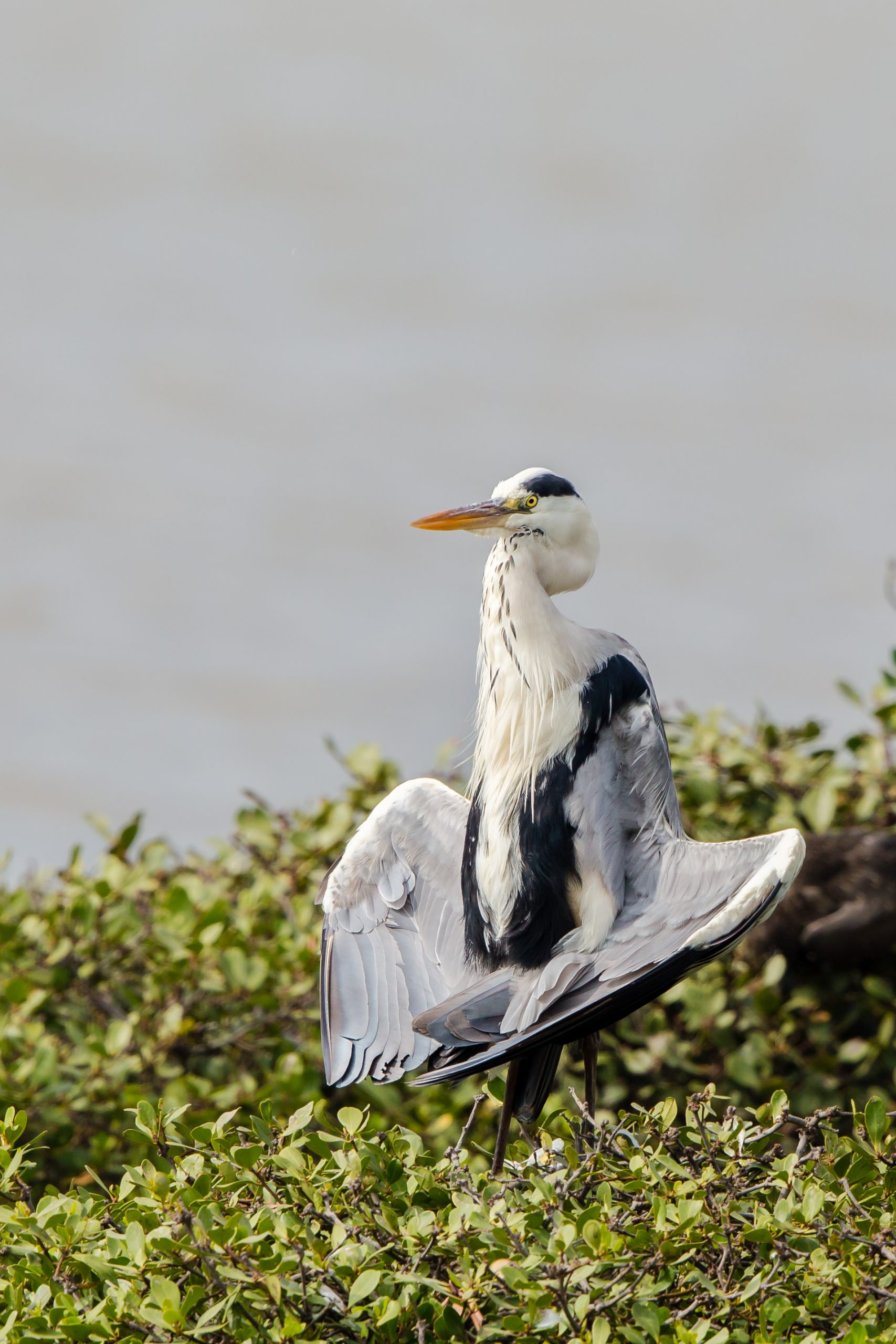 Grey heron