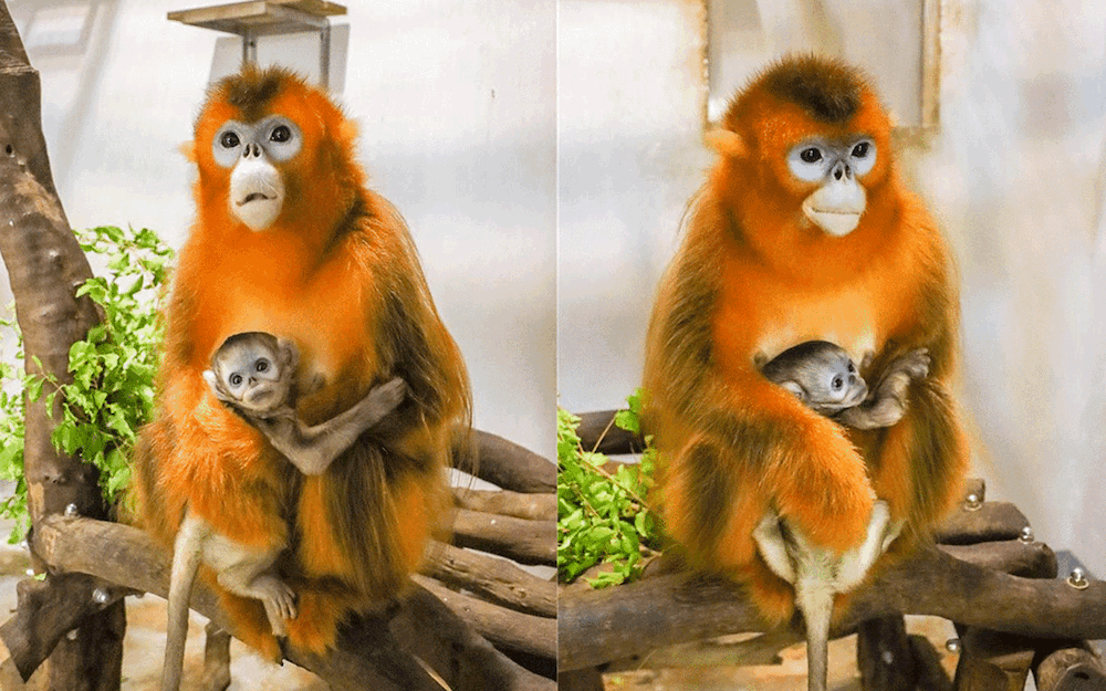 Male golden snub-nosed monkey born at Seac Pai Van Park