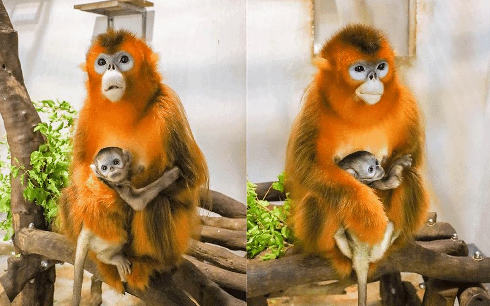 golden snub nosed monkey male