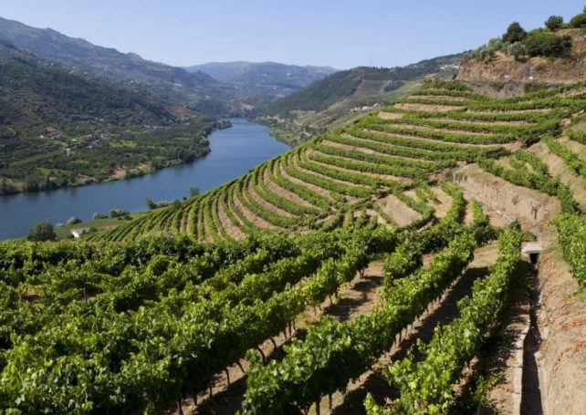 Portugal’s wine exports nearing 1 billion euros