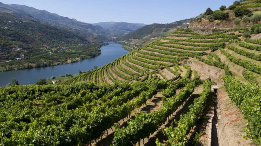 Portugal’s wine exports nearing 1 billion euros
