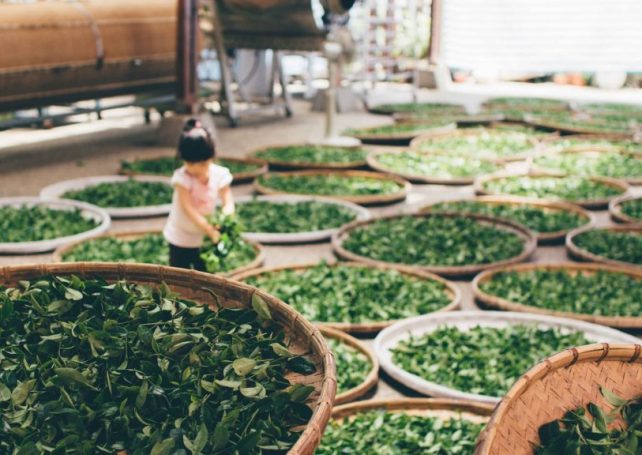 This Macao startup turns used tea leaves into a biodegradable plastic alternative