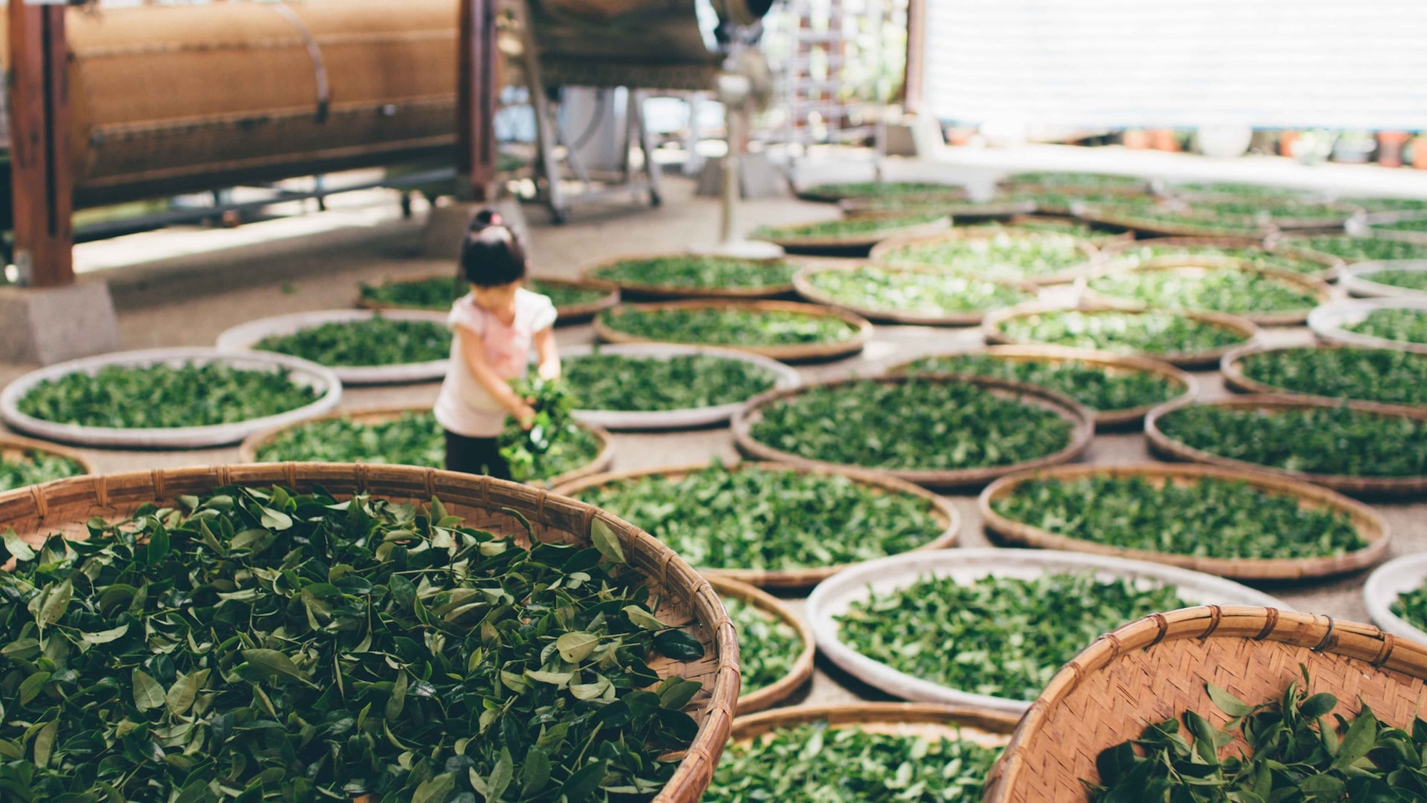 This Macao startup turns used tea leaves into a biodegradable plastic alternative