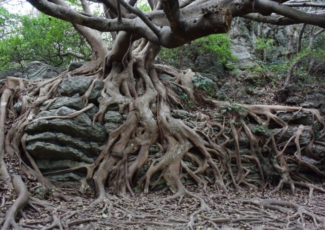 Banyan tree in Mong-Ha Hill Park due to be felled