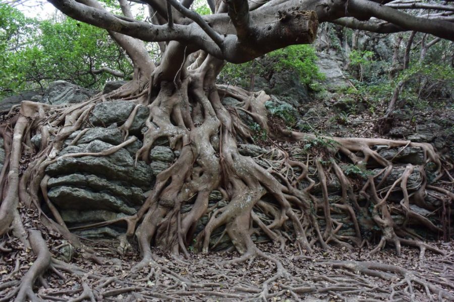 Banyan tree in Mong-Ha Hill Park due to be felled