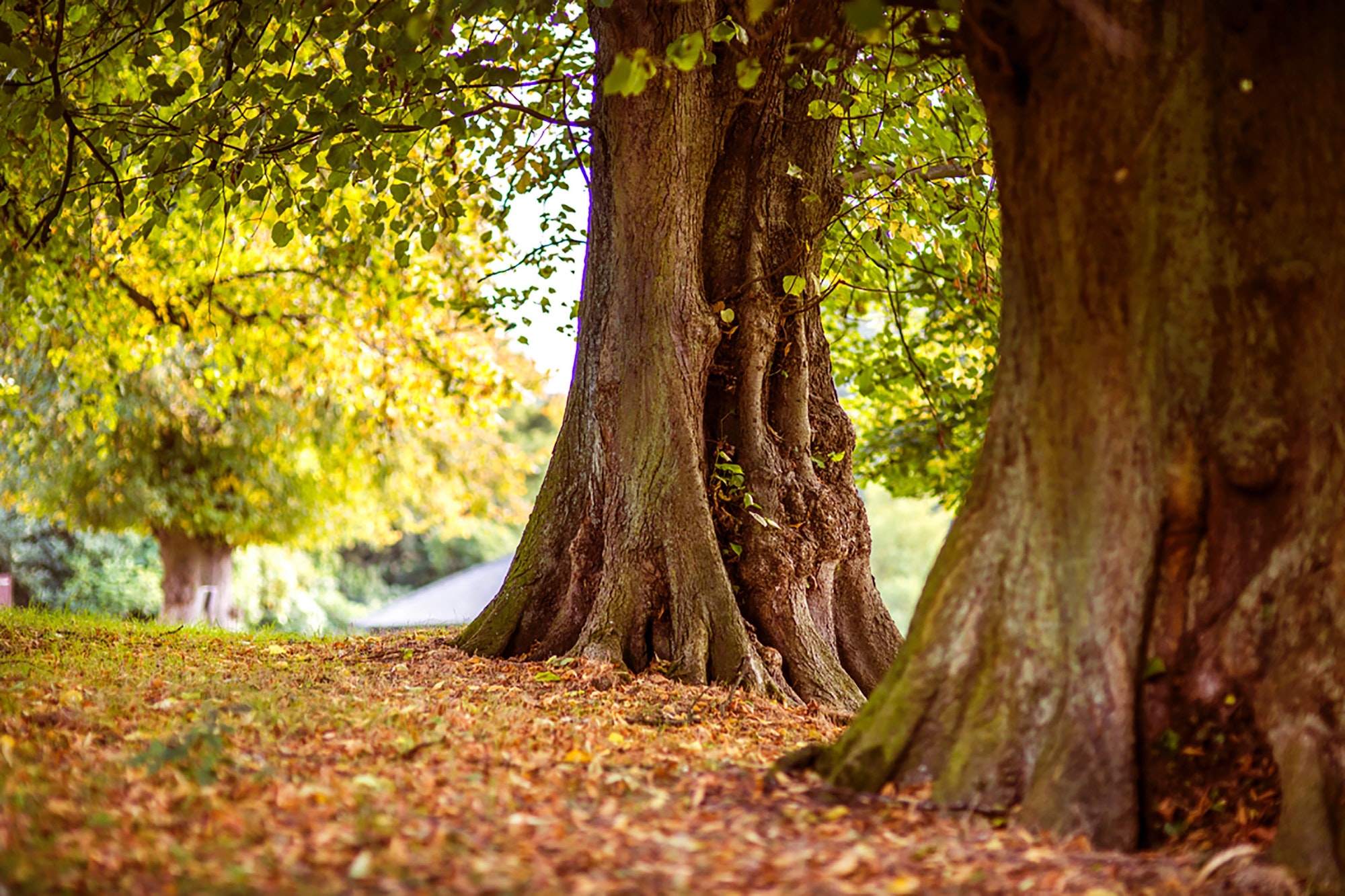 Municipal Affairs Bureau defends record battling ‘tree cancer’