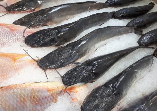 Officials destroy Covid-19 infected catfish from Vietnam