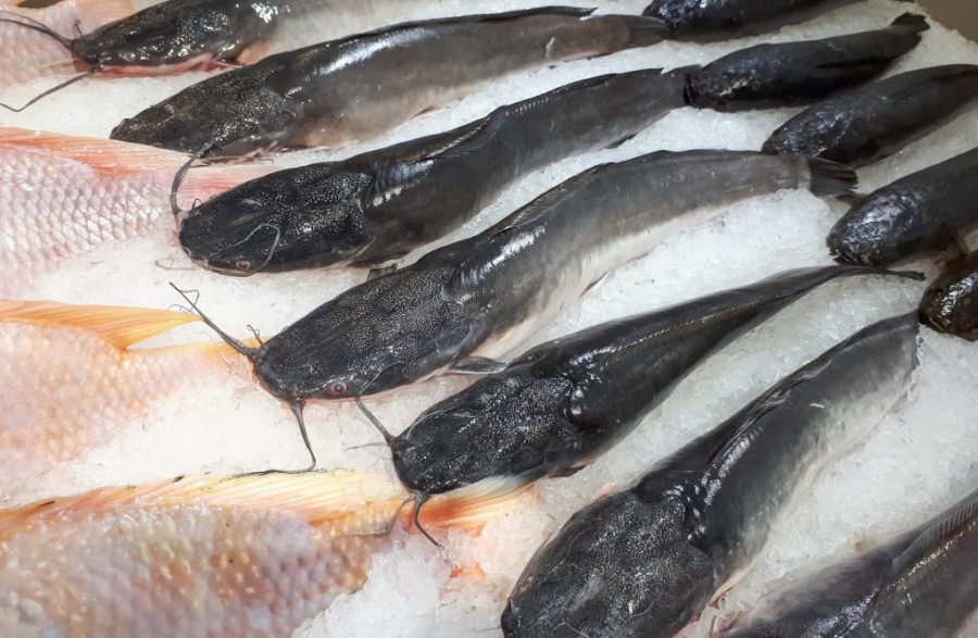 Officials destroy Covid-19 infected catfish from Vietnam