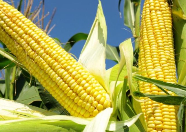 Brazil could start exporting corn to China by end-2022