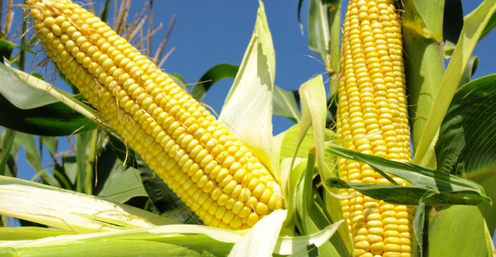 Brazil corn