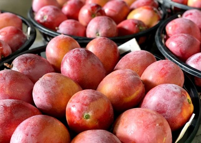 Taiwan demands scientific evidence after Covid-19 detected in mangoes