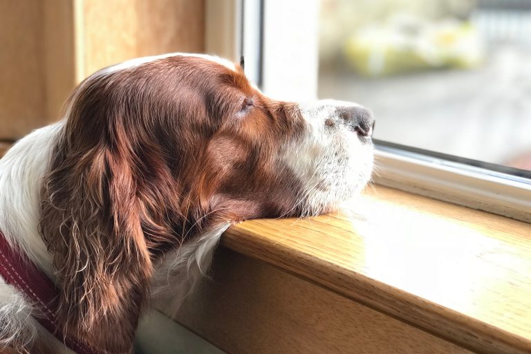 Sad dog looking out of the window