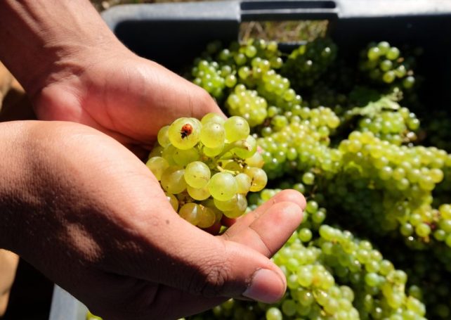 Unfiltered: The rise of Macao’s natural wine movement