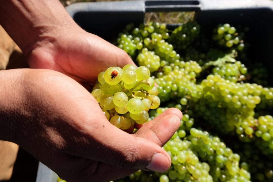 Unfiltered: The rise of Macao’s natural wine movement