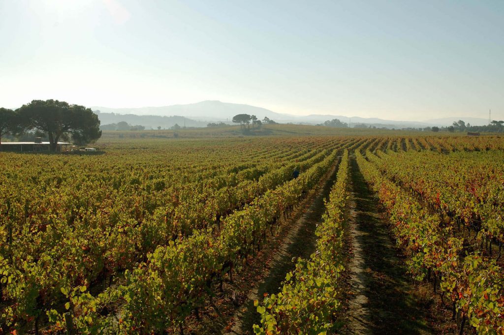Bairrada winery