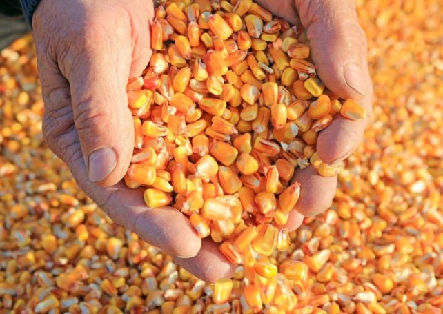 China ready to import Brazilian corn from December