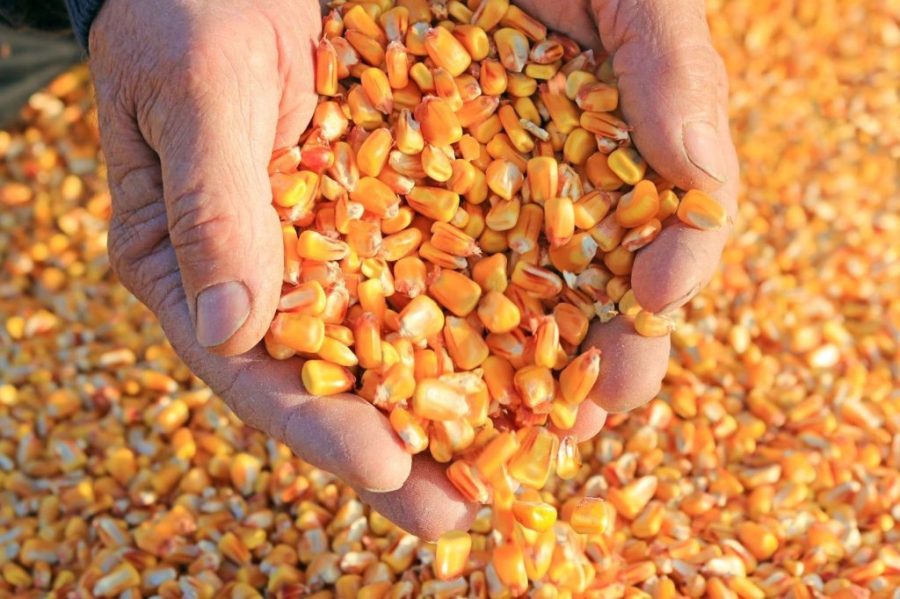 China takes lead as main Brazilian corn importer