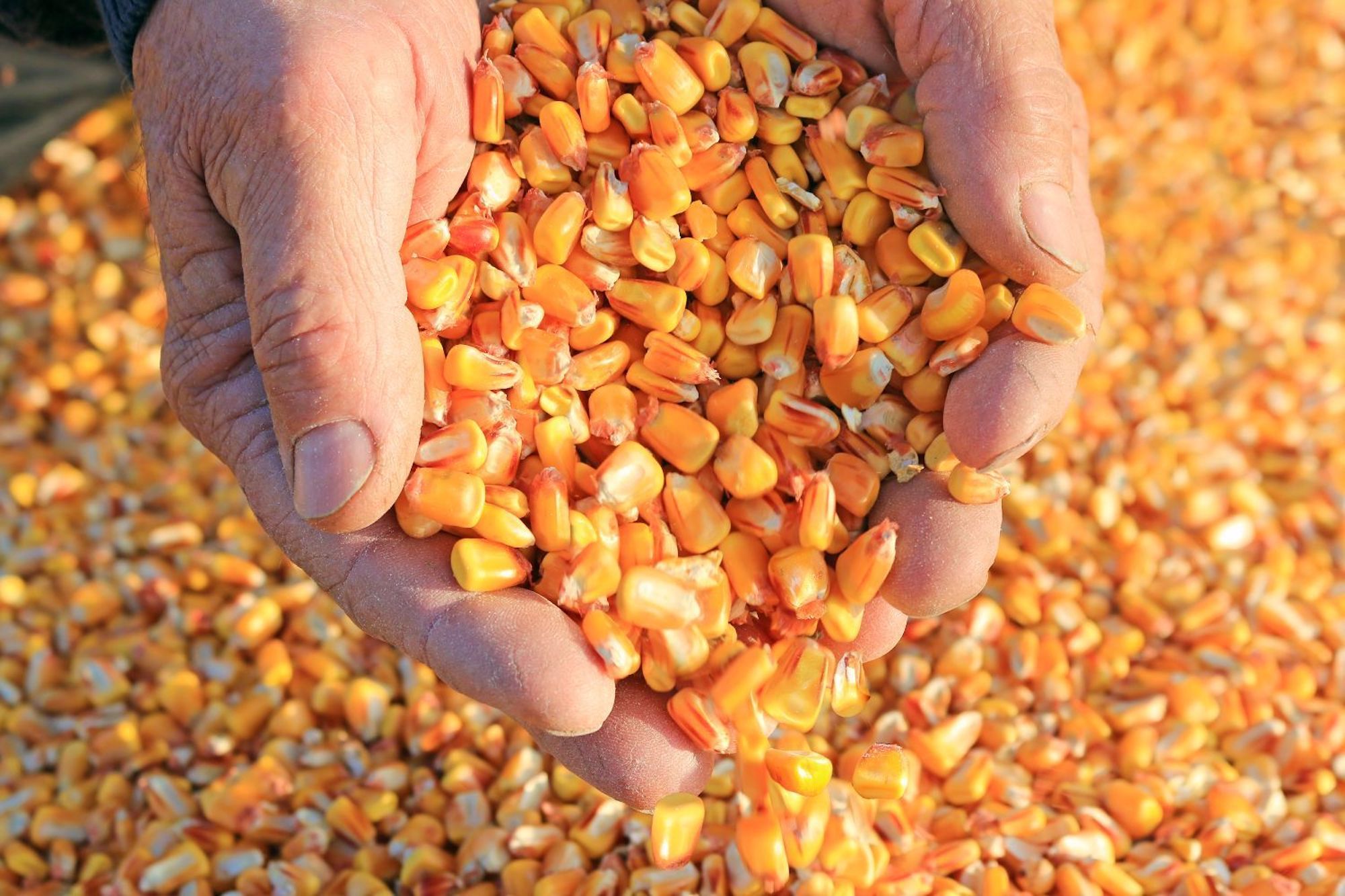 China ready to import Brazilian corn from December