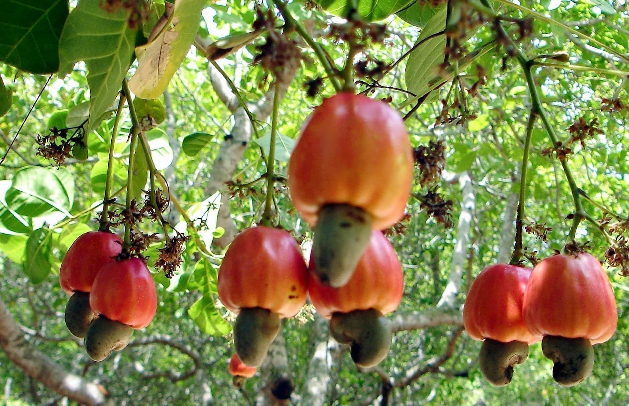 India, Vietnam and China top destinations for Guinea-Bissau cashew