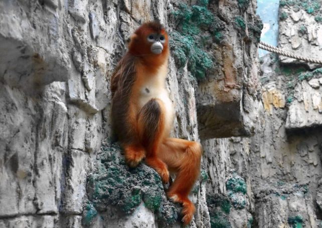Female golden snub-nosed monkey dies at Seac Pai Van Park