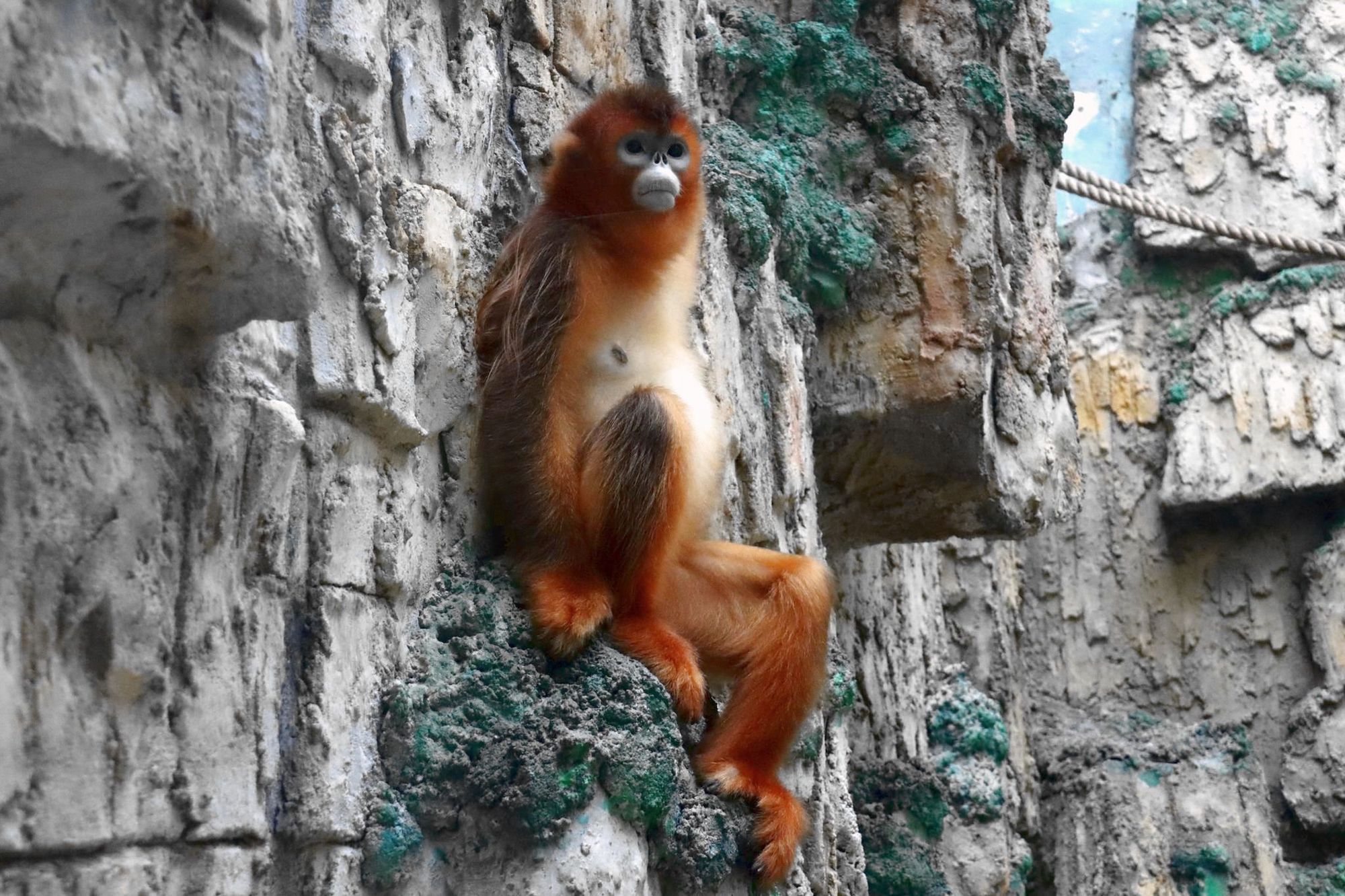 Female golden snub-nosed monkey dies at Seac Pai Van Park