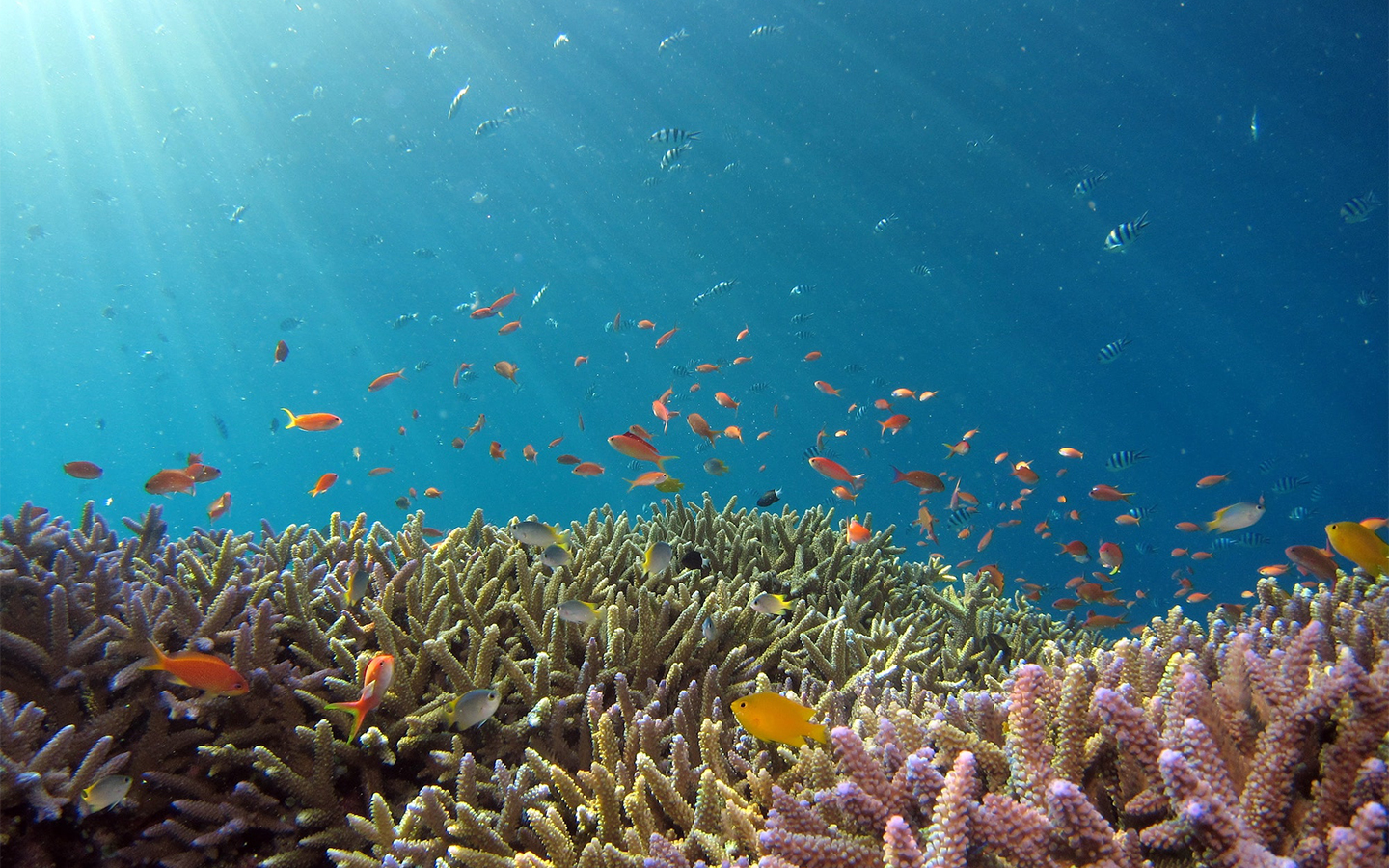 University of Macau establishes Department of Ocean Science and Technology