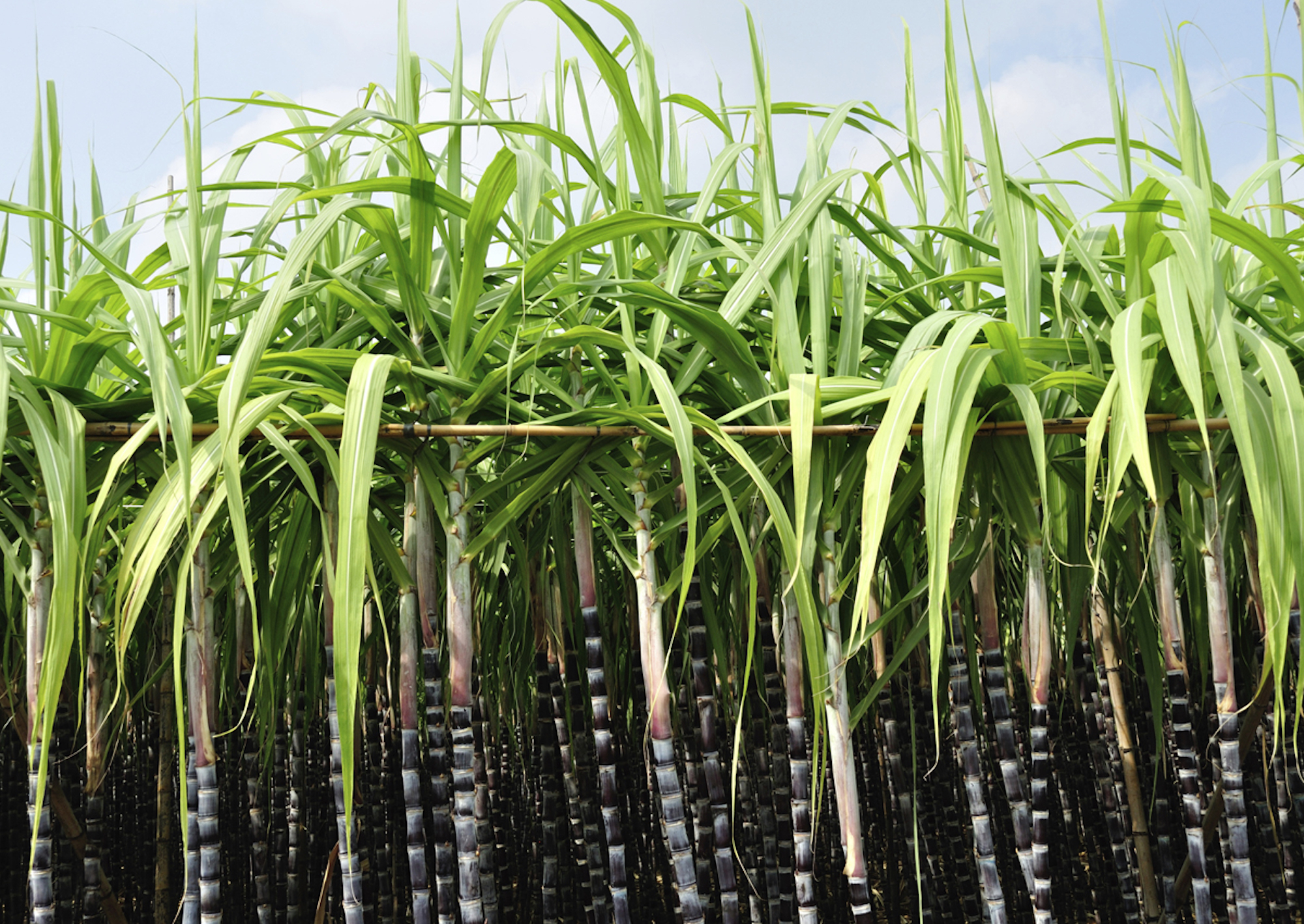 China imports genetically modified sugarcane Brazil