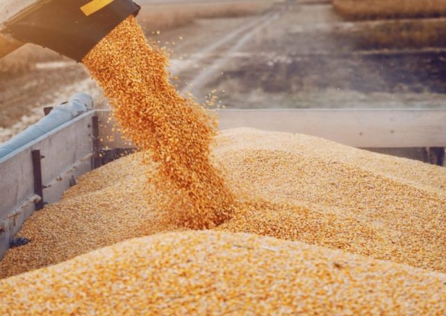 China opens corridor for corn imports from Brazil