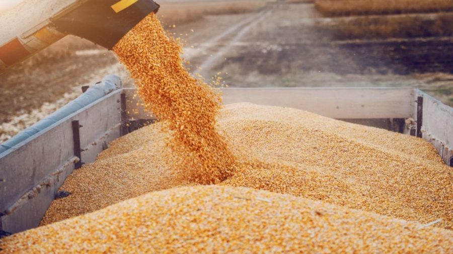 China opens corridor for corn imports from Brazil