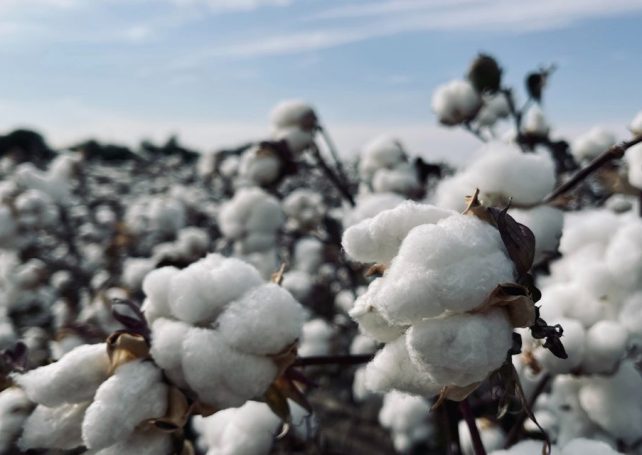 Cotton rides the boom in Brazilian exports to China