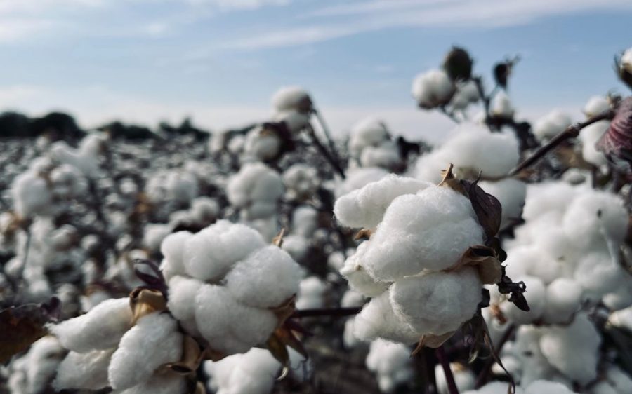 Cotton rides the boom in Brazilian exports to China